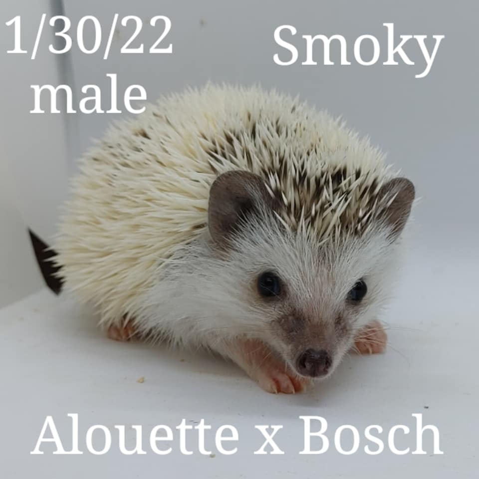 Buy A Hedgehog From Hedgehog Valley