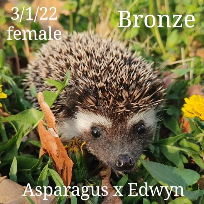 Buy A Hedgehog From Hedgehog Valley