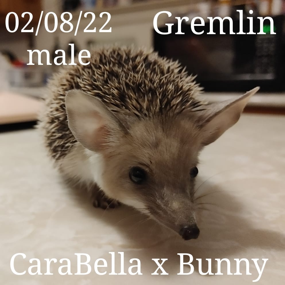 Buy A Hedgehog From Hedgehog Valley