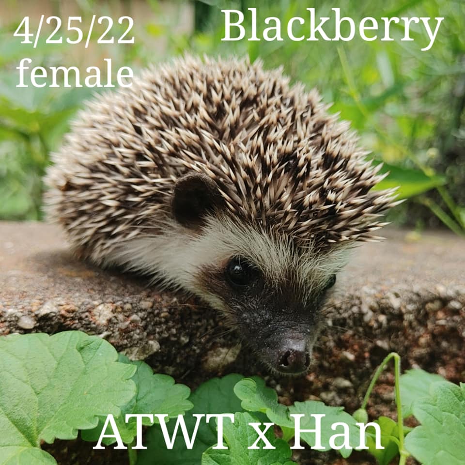 Buy A Hedgehog From Hedgehog Valley