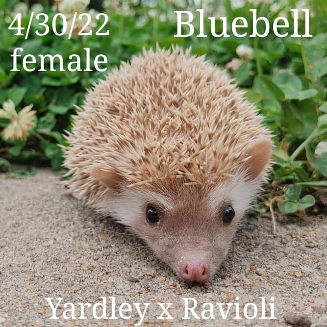 Buy A Hedgehog From Hedgehog Valley