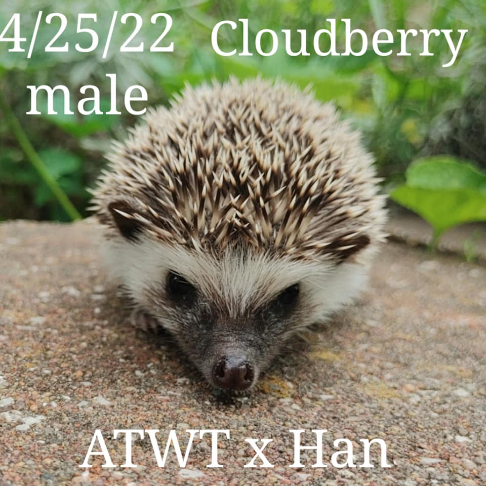 Buy A Hedgehog From Hedgehog Valley