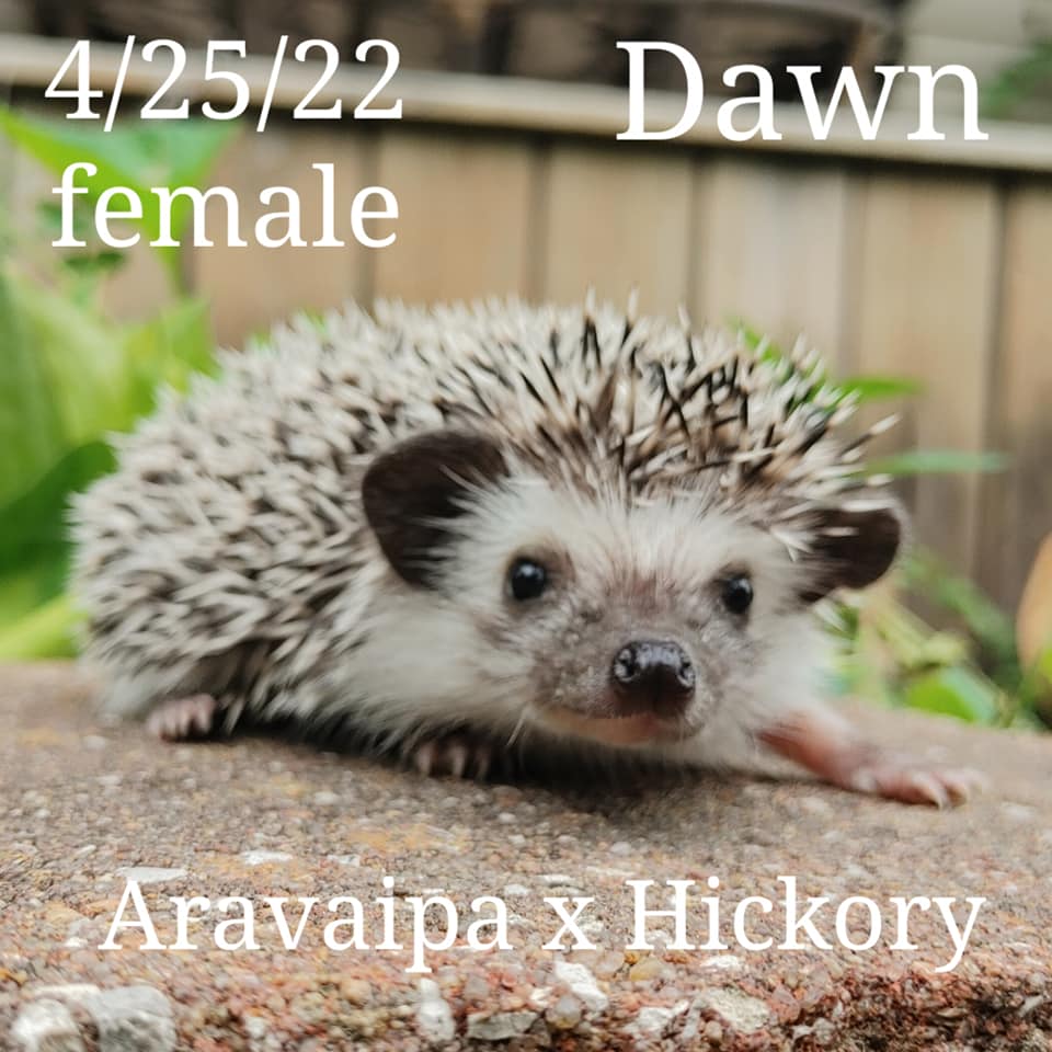 Buy A Hedgehog From Hedgehog Valley