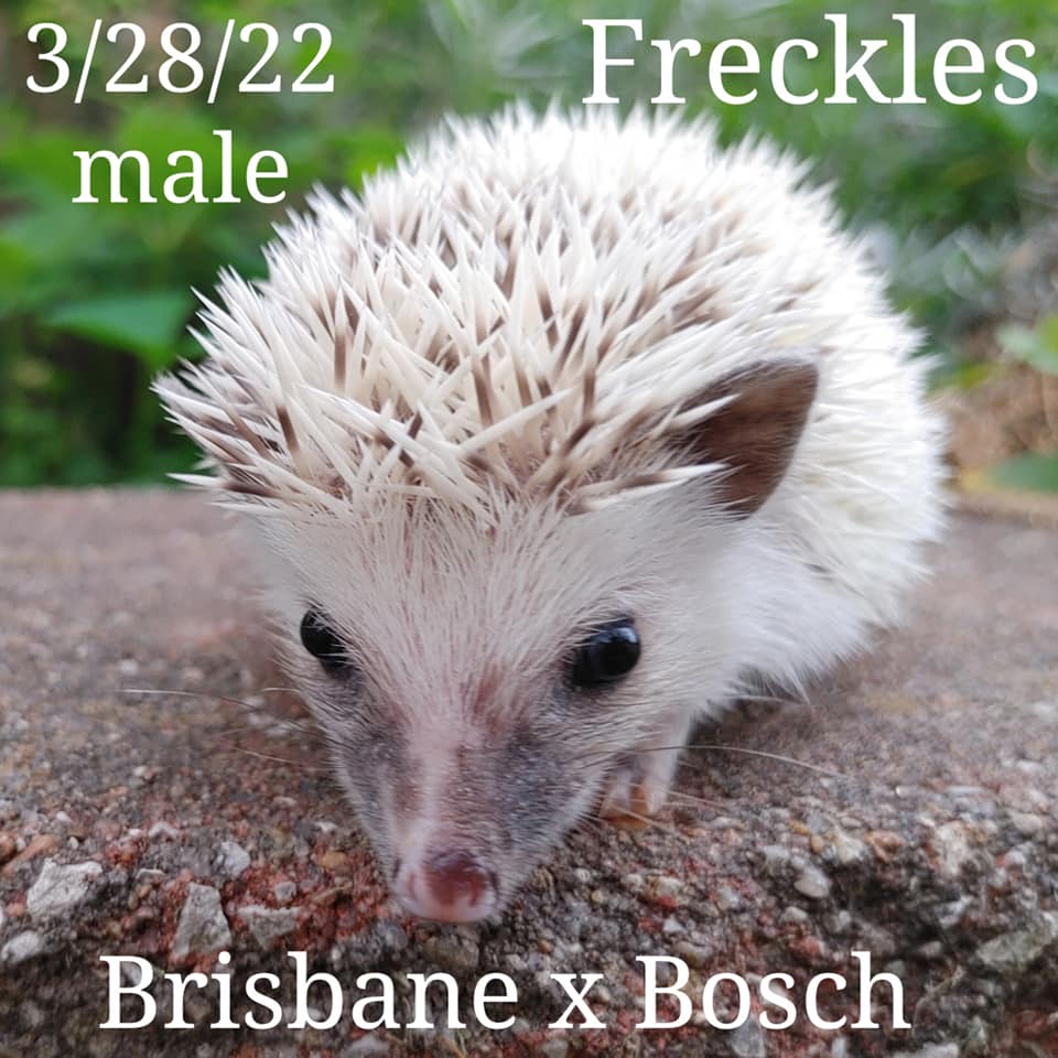 Buy A Hedgehog From Hedgehog Valley