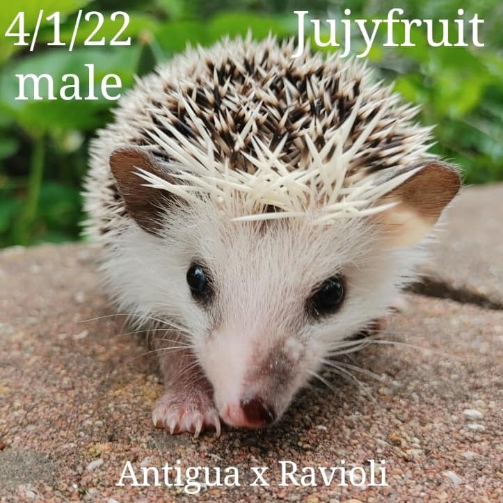 Buy A Hedgehog From Hedgehog Valley