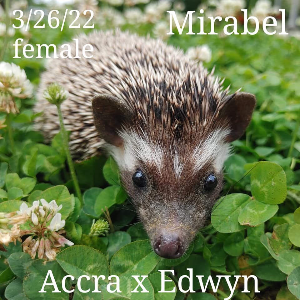 Buy A Hedgehog From Hedgehog Valley