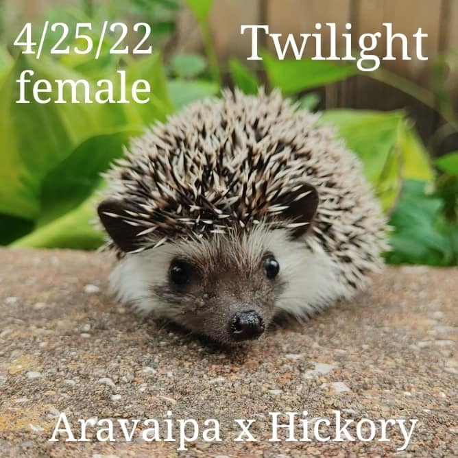 Buy A Hedgehog From Hedgehog Valley