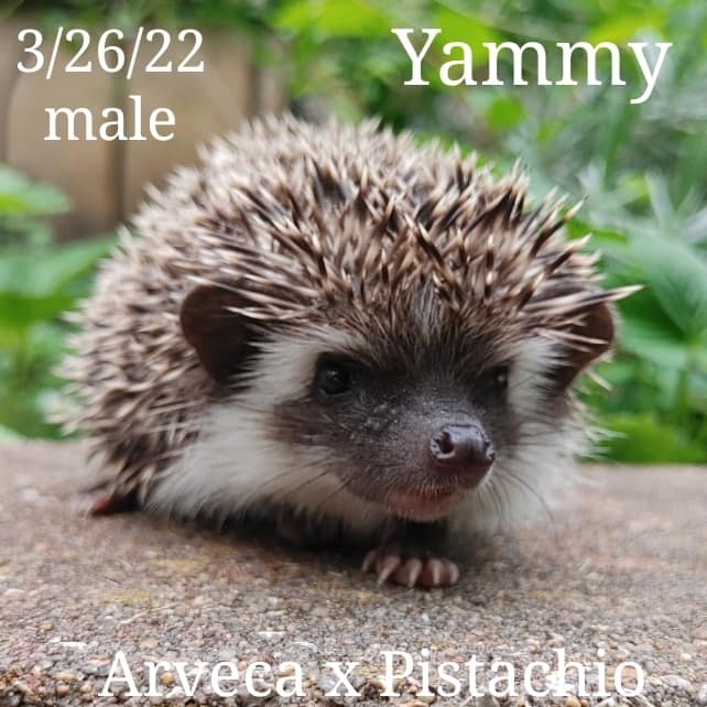 Buy A Hedgehog From Hedgehog Valley