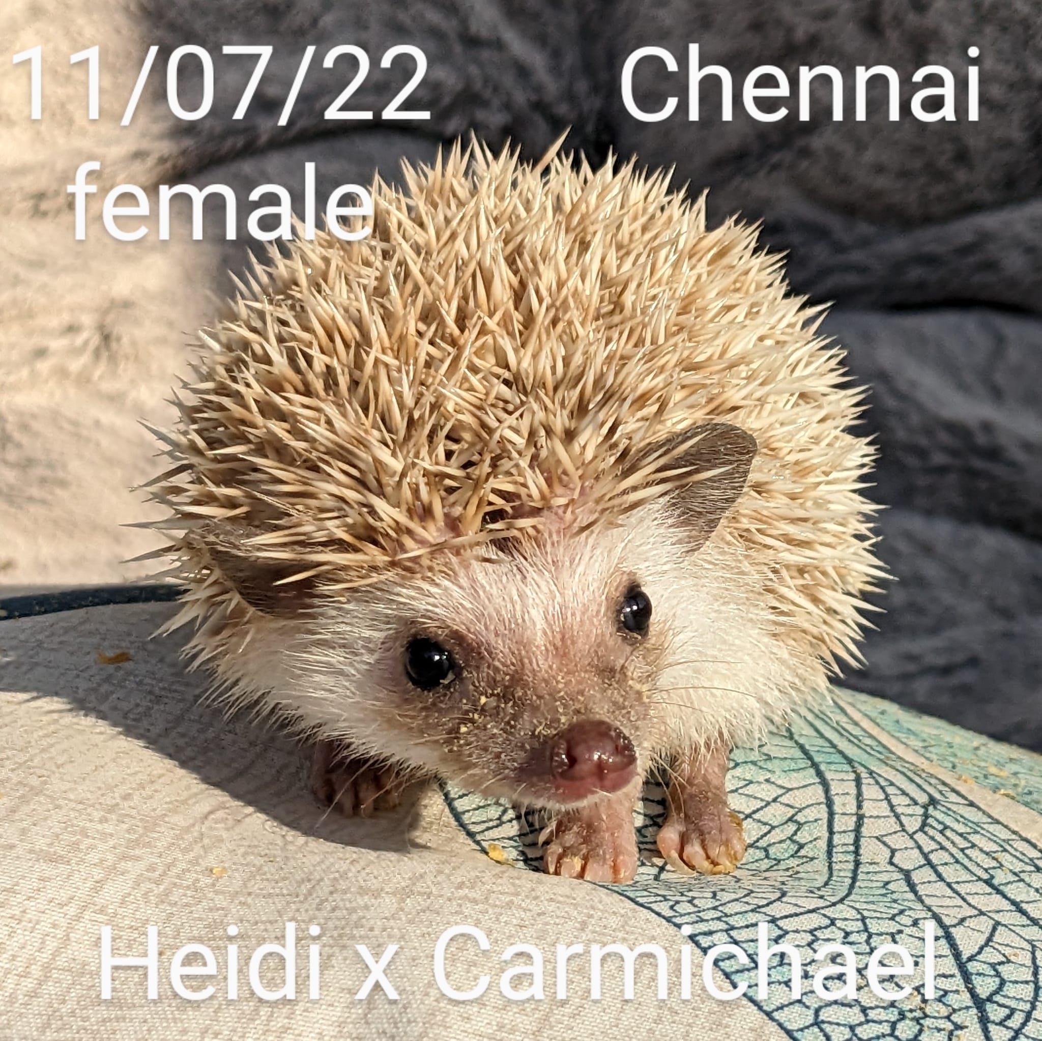 Buy A Hedgehog From Hedgehog Valley