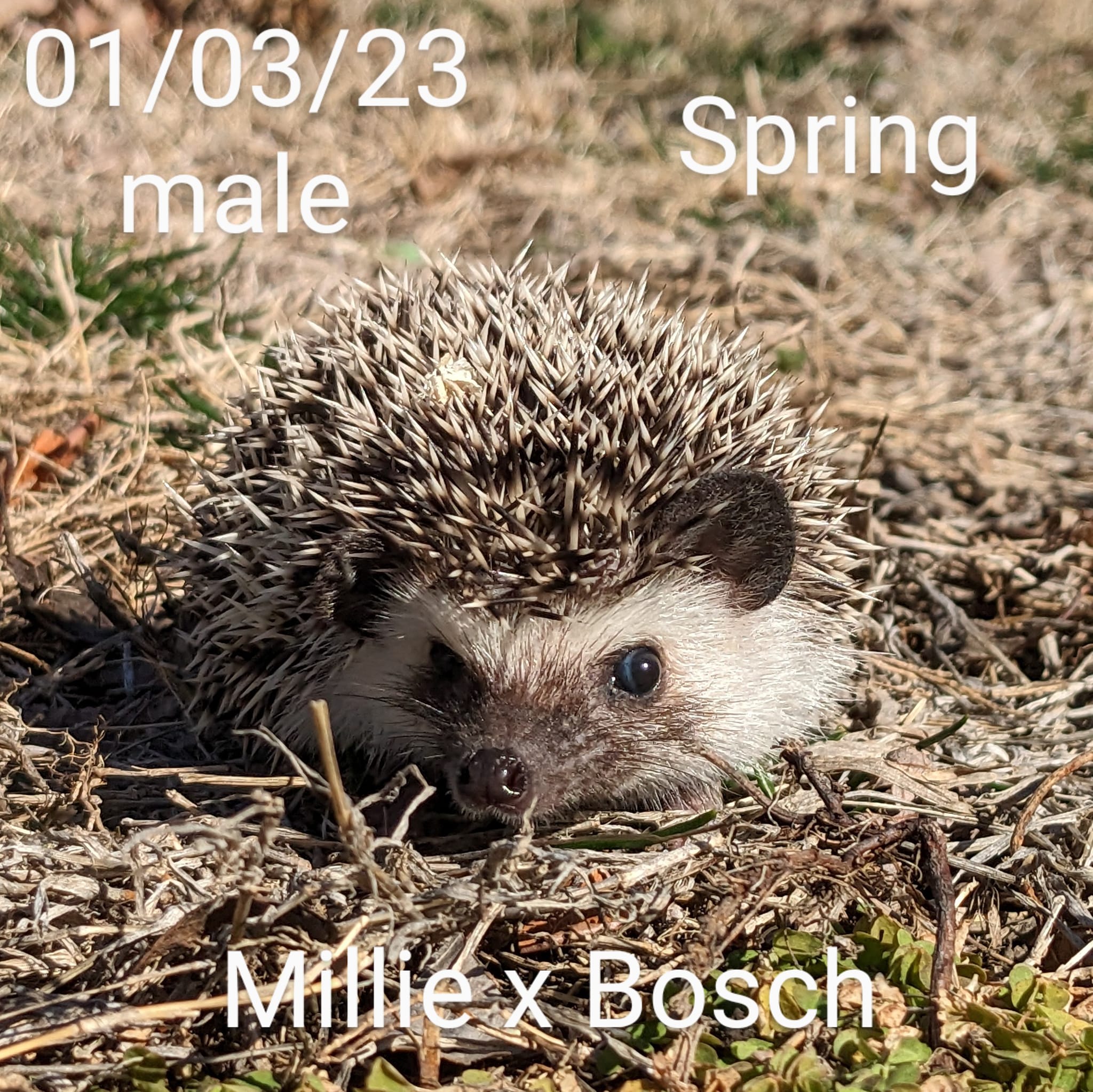 Buy A Hedgehog From Hedgehog Valley