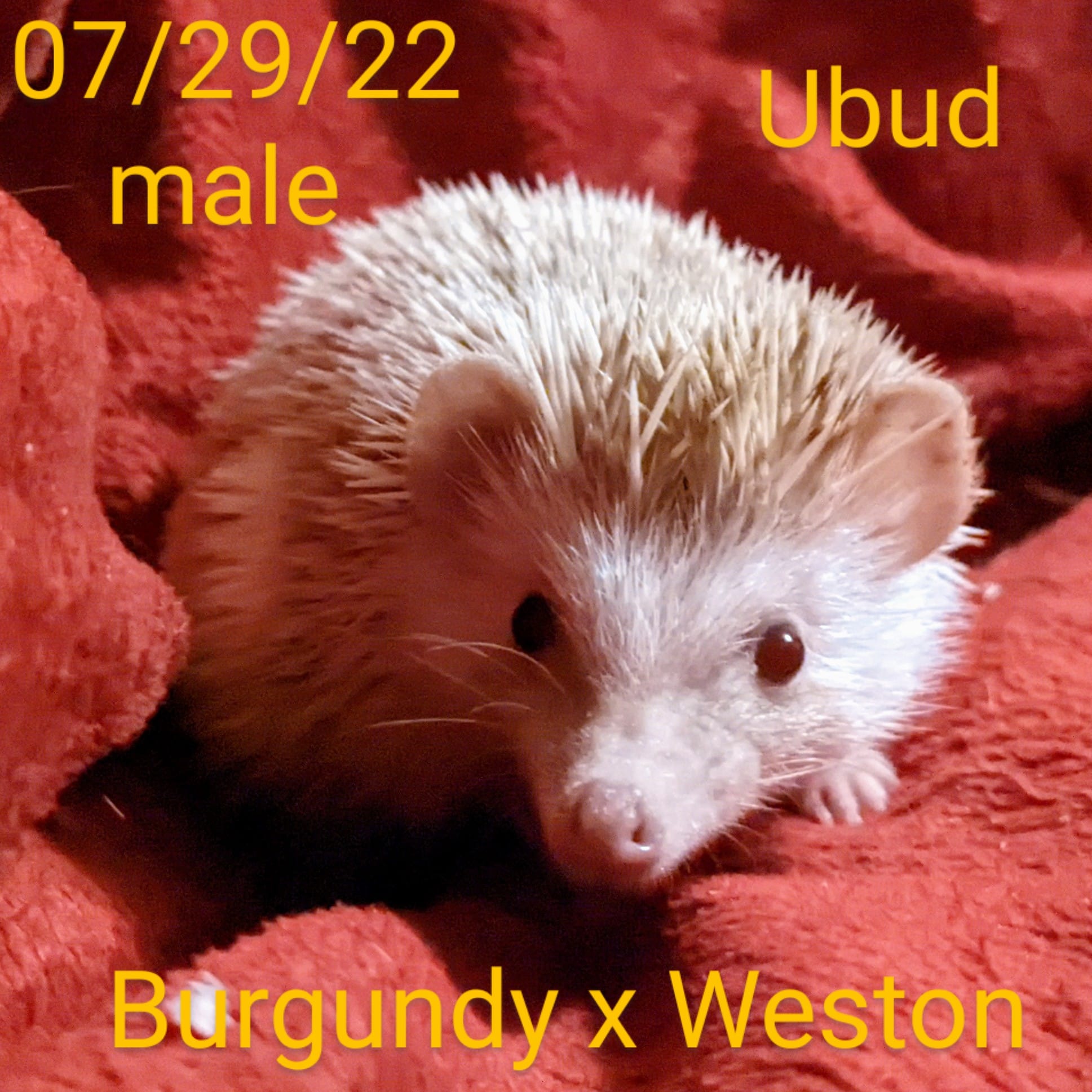 Buy A Hedgehog From Hedgehog Valley