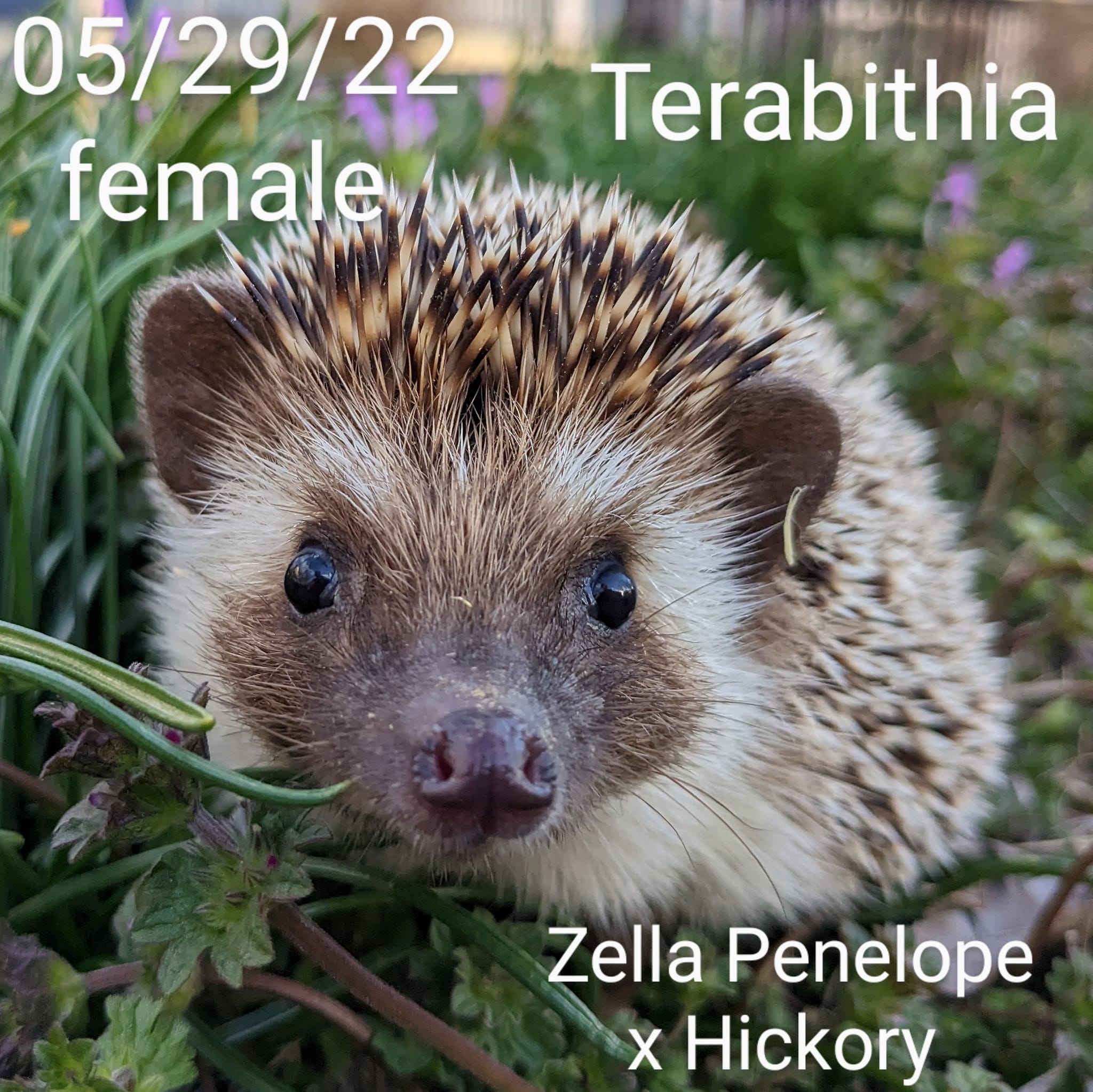 Buy A Hedgehog From Hedgehog Valley