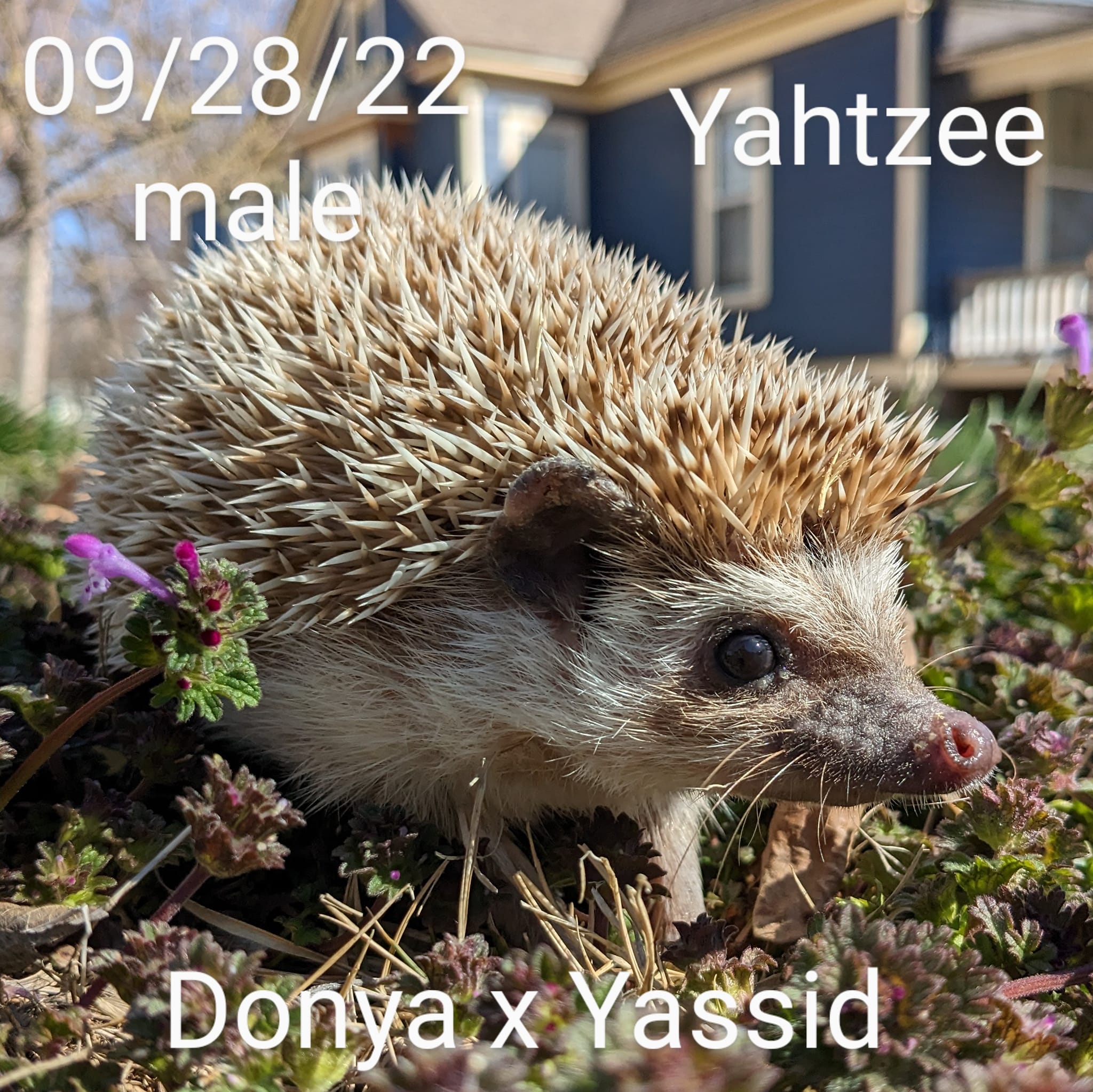 Buy A Hedgehog From Hedgehog Valley