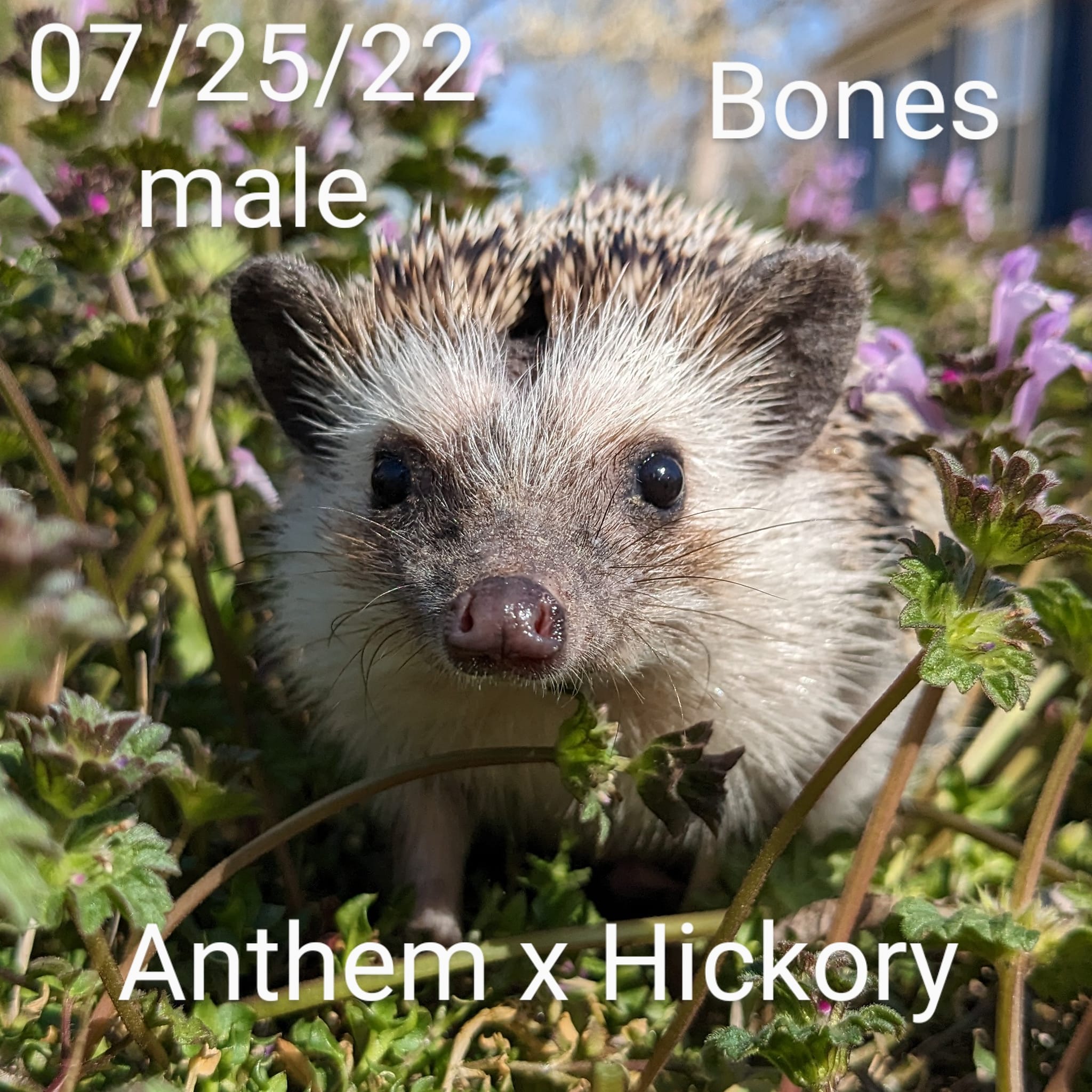 Buy A Hedgehog From Hedgehog Valley