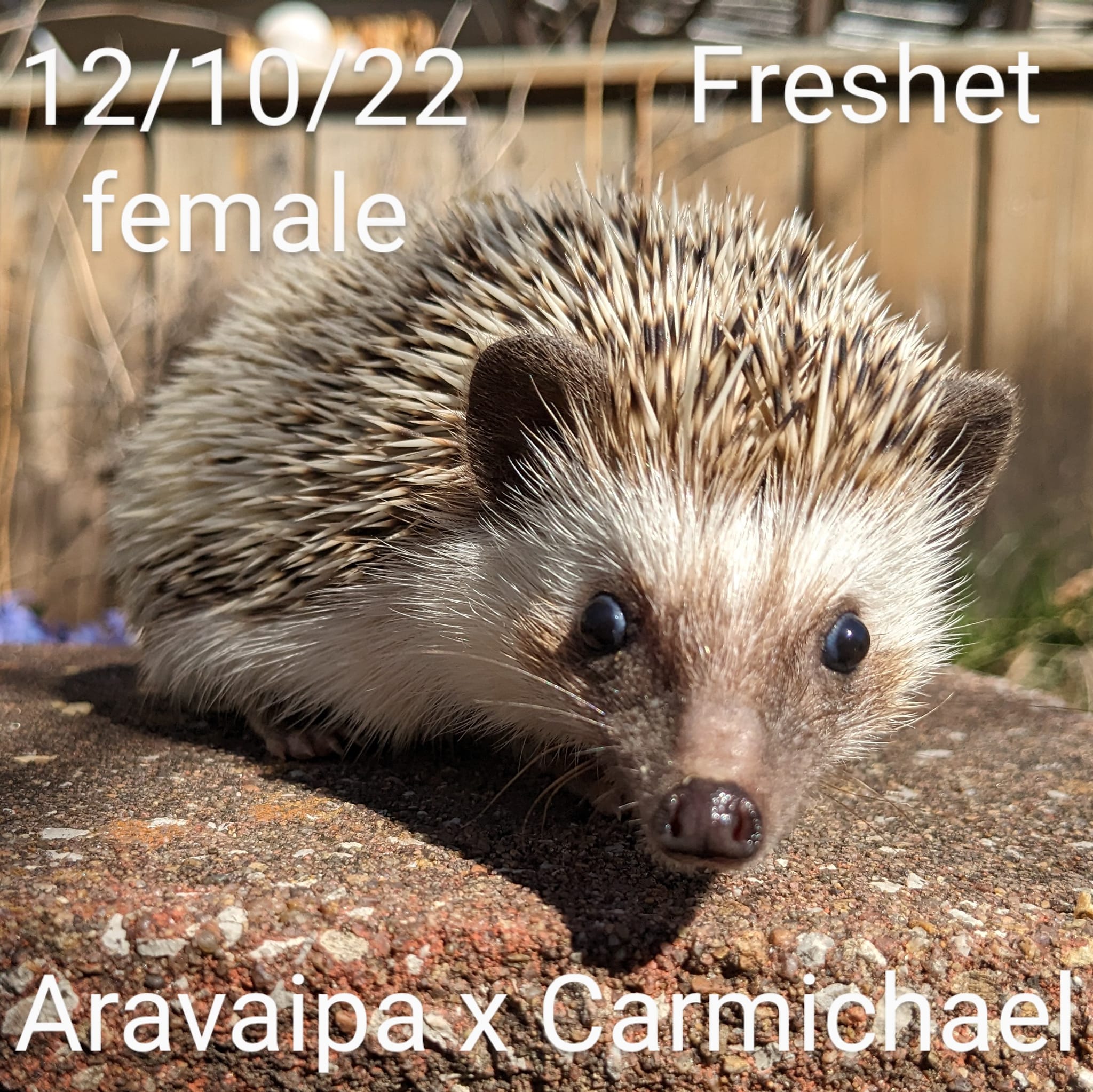 Buy A Hedgehog From Hedgehog Valley