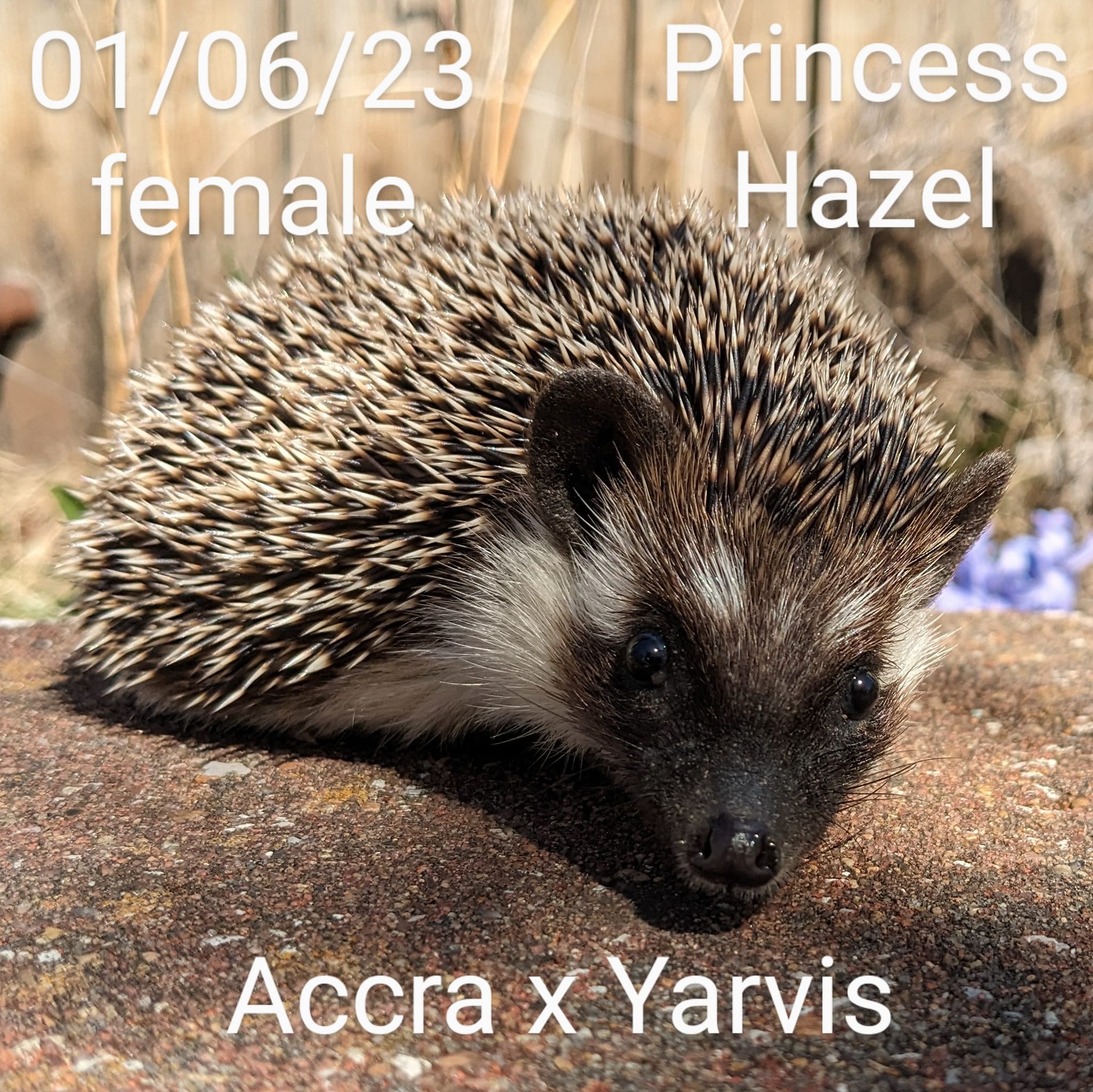 Buy A Hedgehog From Hedgehog Valley