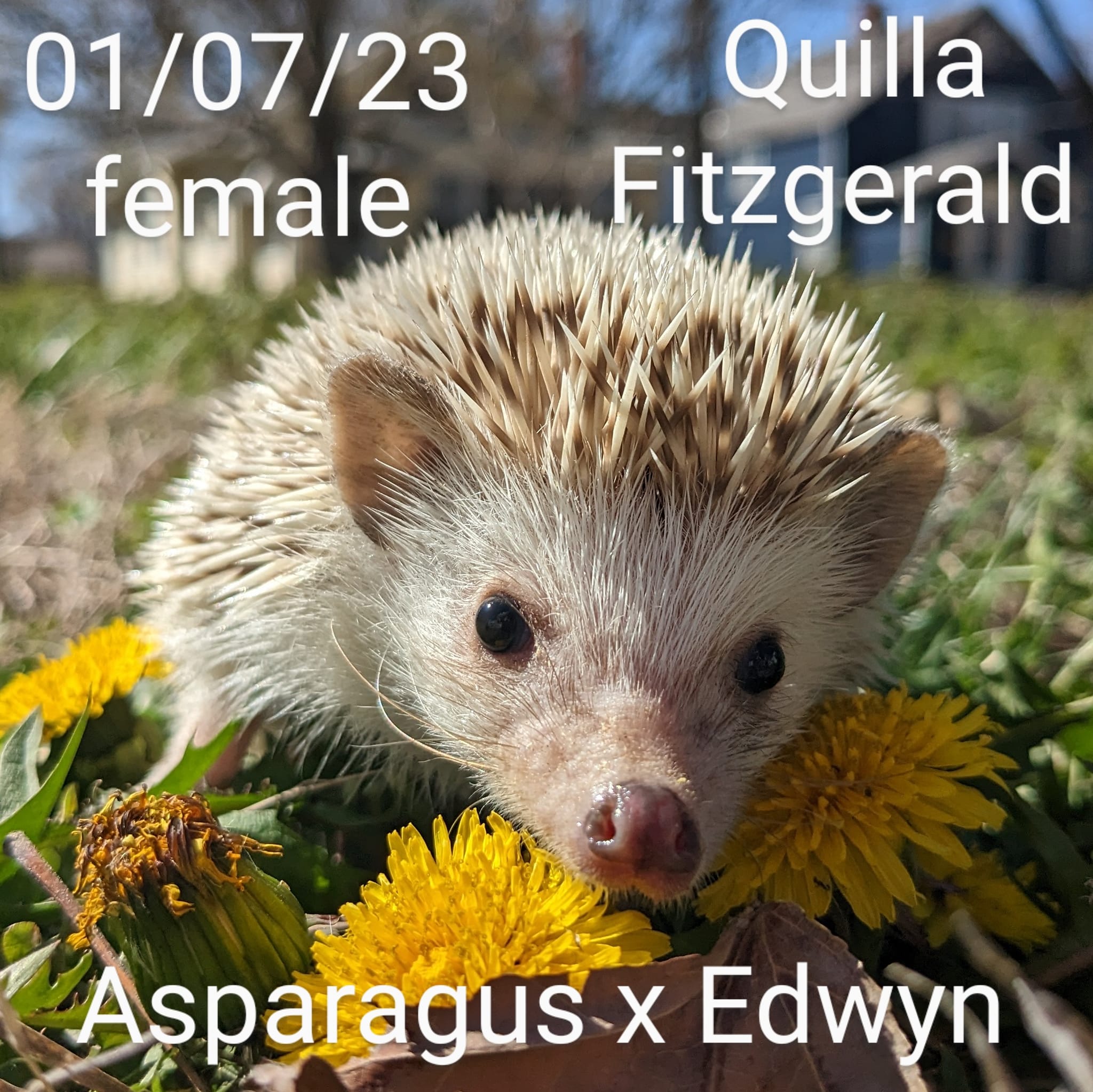 Buy A Hedgehog From Hedgehog Valley