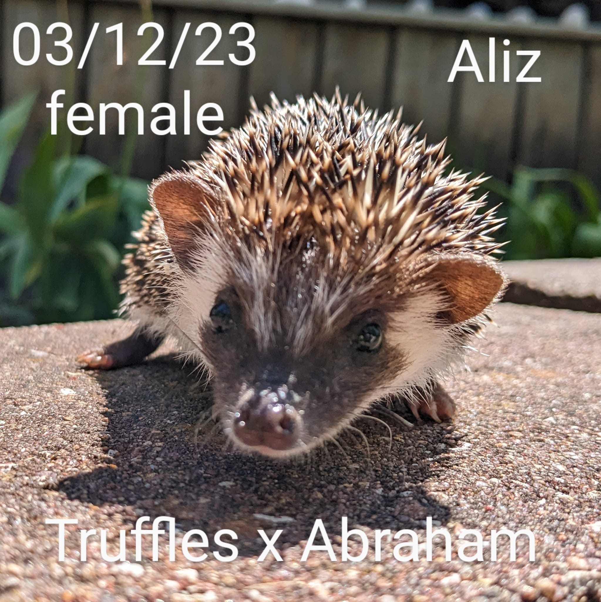 Buy A Hedgehog From Hedgehog Valley