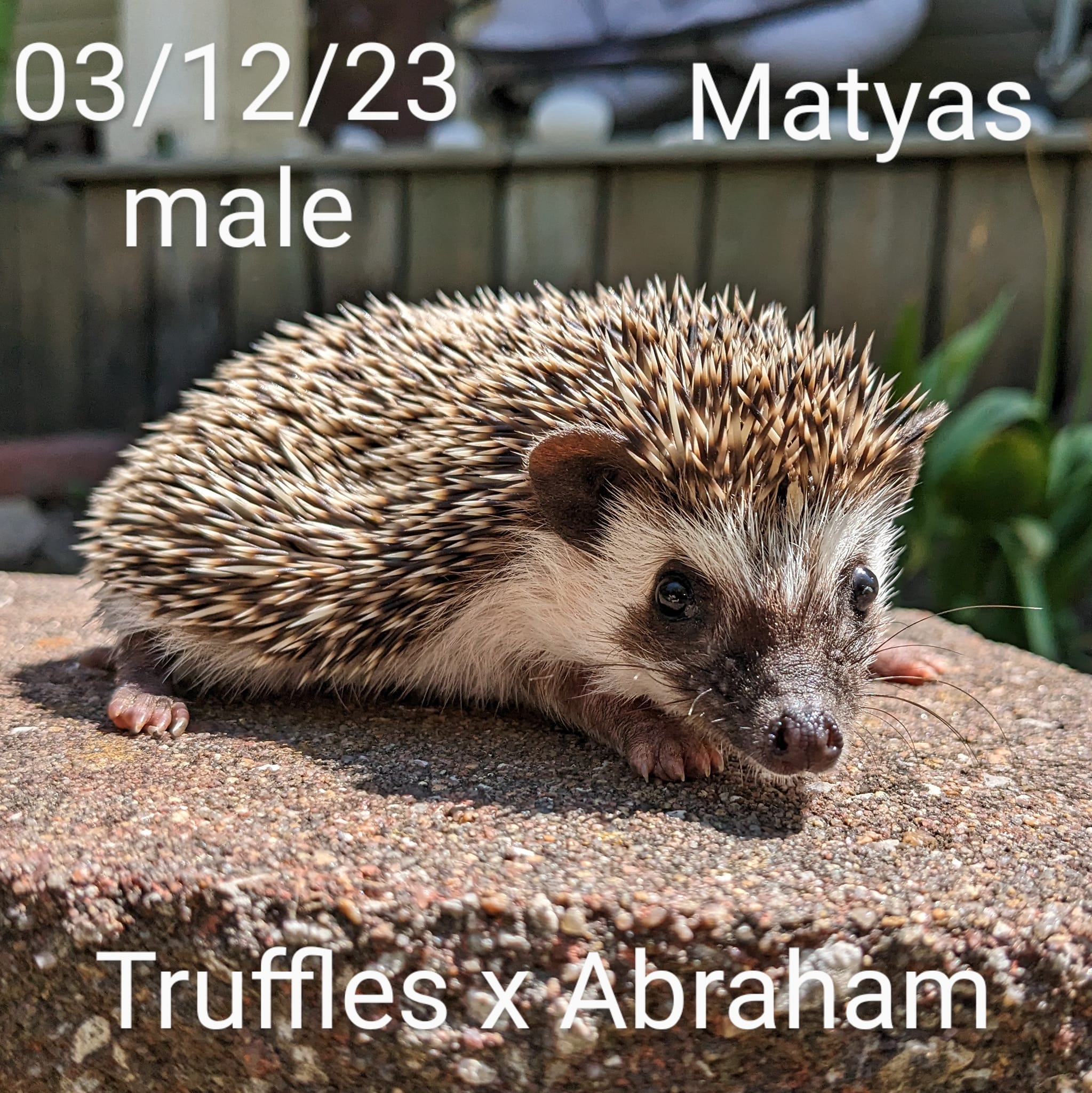 Buy A Hedgehog From Hedgehog Valley